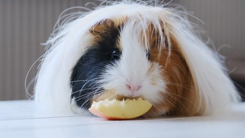 Cute haity guinea pig eating tasty apples