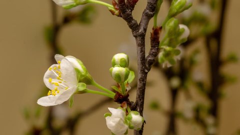 Plum Flower Blossom Time Lapse. 4k macro timelapse video of a plum flower growing blooming and blossoming against a yellow background with the camera moving upwards.