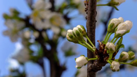 Plum Flower Blossom Time Lapse. 4k macro timelapse video of a plum flower growing blooming and blossoming against a blue background. 