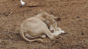Video clips of cow boy sleeping