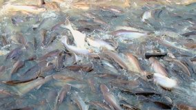 Fish is teeming in the water of the river