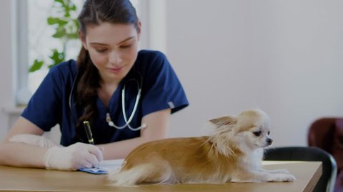Veterinary surgeon and chihuahua dog at vet clinic
