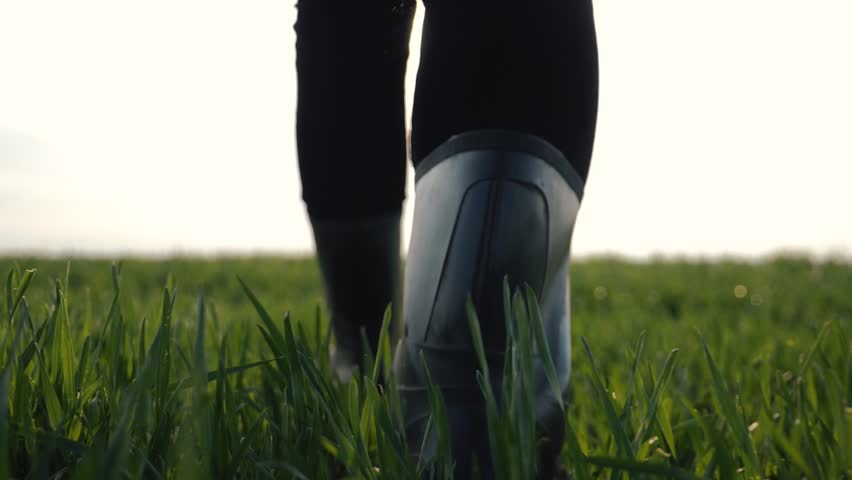 Farmer agronomist walks through green field of eco-crop in rubber boots. Farmer feet in rubber boots. Agronomist  in green field. Farm harvest of eco-crops. Farmer checks crop. Farmer in rubber boots Royalty-Free Stock Footage #1028076848