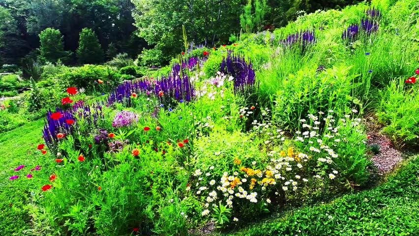 Spring flowers, various varieties, purple, red, yellow on sloping hill, green shrubbery and ground cover, forest in background.