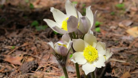 Spring-flowering pasque Pulsatilla flowers in the pine forest at Spring time
