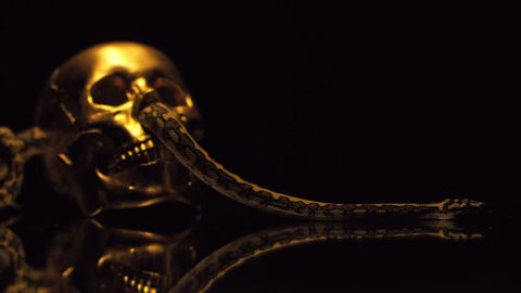 A snake and a gold skull
