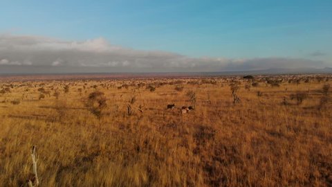 A large plain with a small herd of zebras, at Tsavo West, Kenya. Aerial shots during sunrise.