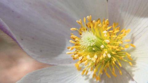 Close-up video of spring-flowering pasque Pulsatilla flowers in the pine forest at Spring time