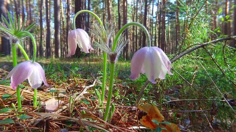 Motion video of spring-flowering pasque Pulsatilla flowers in the pine forest at Spring time