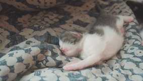 little funny video newborn kitten sleeping. cute pet kitten sleeping on a blanket on the bed in the bedroom lifestyle