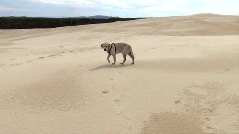A beautiful Labrador running around in the sand dunes of Port Stephens Australia