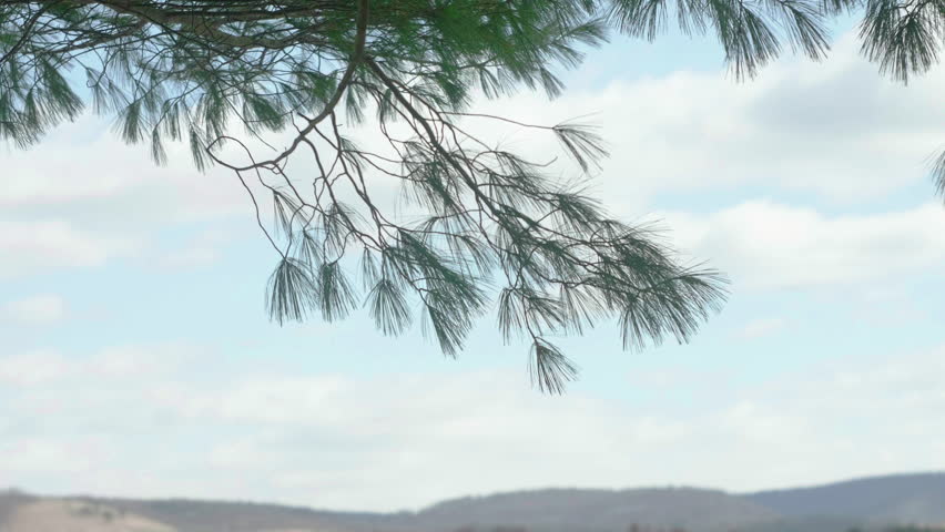 White Pine Branch to Frozen Lake and Park TILT DOWN RACK FOCUS