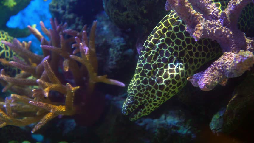 Closeup Reticulated Morey or Gymnothorax tessellata in an aquarium | Shutterstock HD Video #1028091263