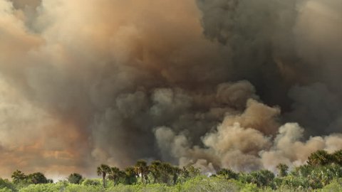 Giant wildfire with FLAMES and SMOKE consumes a Florida forest during a brush fire burning in wetlands grasses and brush. Dark yellow, black, and gray smoke billows into the sky.