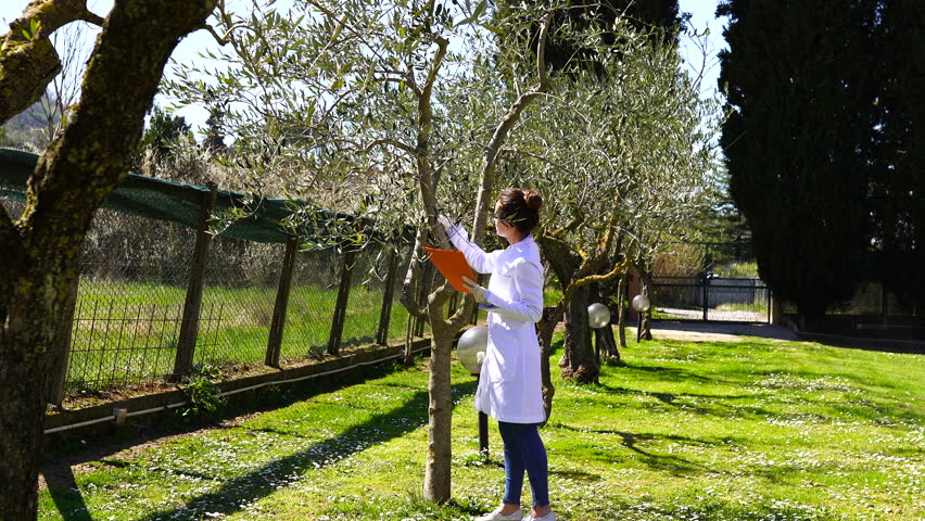 Agronomist female in white coat checking the quality of trees