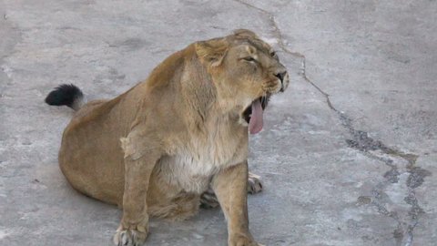 Lioness is looking lazy, yawning and is going to have a sleep