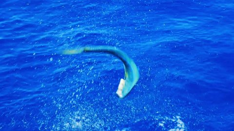 Desperate Mahi mahi fish jumping out of water fighting fishing line, Slow Motion