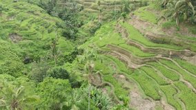 aerial video of rice terraces in Bali