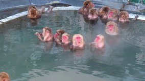 Monkey Onsen, video took in Hakodate (Japan) - Feb 2019
wide shot of a group of monkey having a good time in the Hot spring (Onsen)