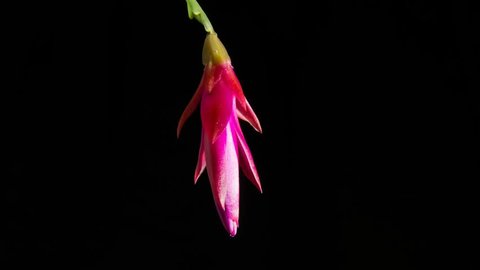 Expands one red cactus flower (Schlumbergera) on a black background. . Timelapse 4K