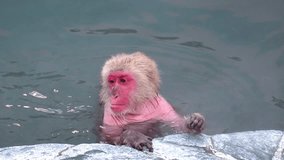 Monkey Onsen, video took in Hakodate (Japan) - Feb 2019
close up of a monkey having a good time in the Hot spring (Onsen)
young monkey drinking water in the hot pool