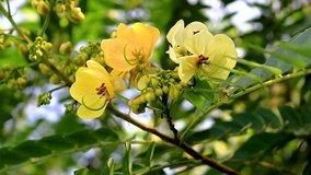 A beautiful yellow flowering tree in a Thai garden in Chiang Rai Thailand