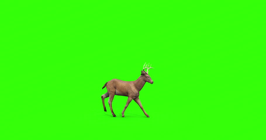 deer screen