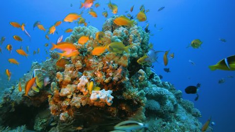 Beautiful Fish Marine Garden. Underwater sea fish. Tropical reef marine. Colorful underwater seascape. Soft-hard corals seascape. Reef coral scene. Coral garden. underwater ambience coral reefs