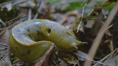 Time-lapse of a slug crawling on the forest floor.