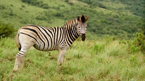 Slow motion: One adult zebra standing between green grass while tail and mane blow in the wind. Green African hillside in background on summer day in Africa