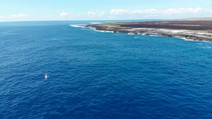 Aerial footage of a humpback whale jumping in the clear blue waters off of the coast of the big island of hawaii.
