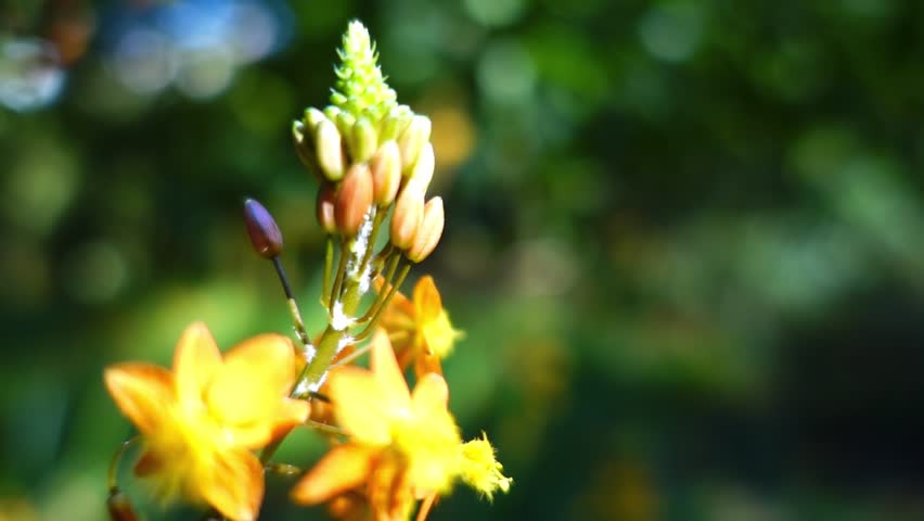 Bulbine frutescens is a species of flowering plant in the genus Bulbine, native to southern Africa (South Africa, Lesotho, Swaziland).
