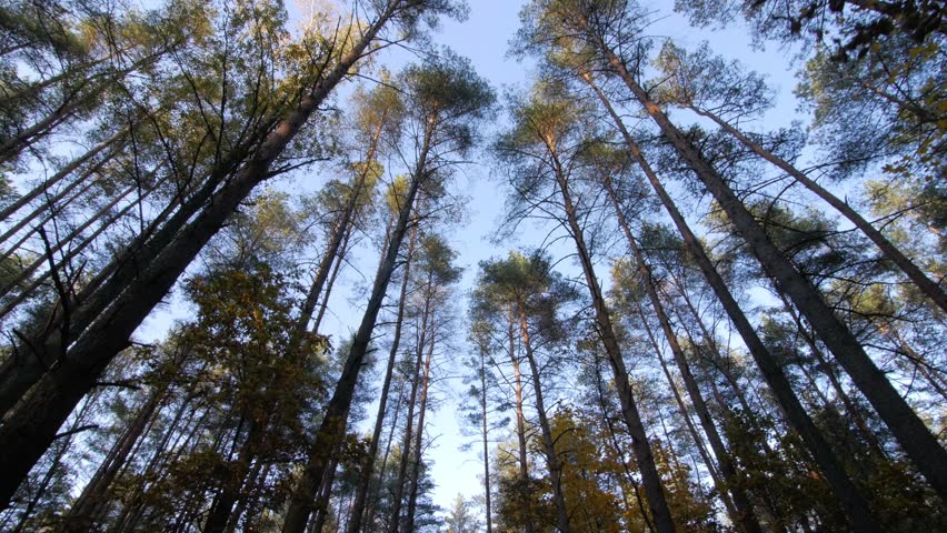 Walking inside a forest of tall trees at autumn sun with long shadows.Pov gimbal stabilized view of someone walking inside a forest path.