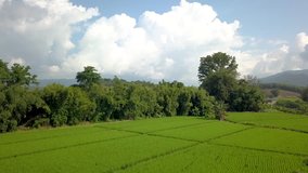 Drone flying over deep rich green growing rice fields in Chiang Rai Northern Thailand