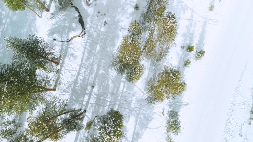 Drone flying directly over trees and snow and looking down view.