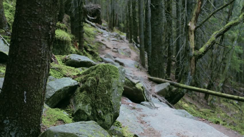 woman hiker with backpack, wearing in red jacket and orange pants, walking by rocky trail in the dark thick pine forest in mountains, Western Ukraine.