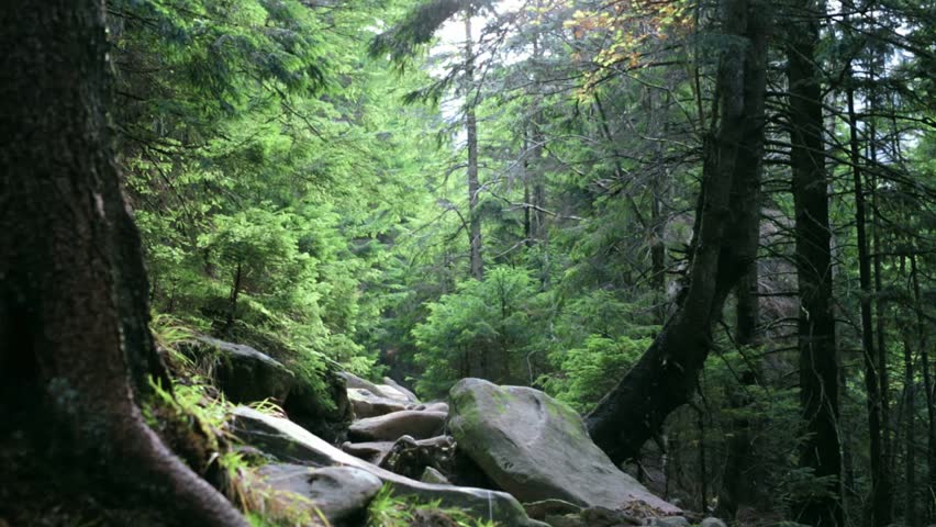 yong smiling woman hiker with backpack, wearing in red jacket and orange pants, walking by rocky trail in the beautiful dark thick pine forest in mountains, Western Ukraine.