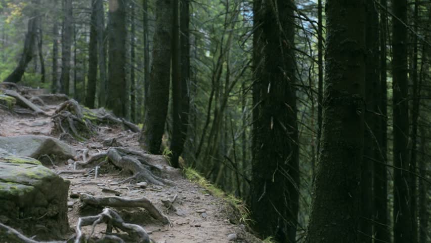 woman hiker with backpack, wearing in red jacket and orange pants, walking by rocky trail in the dark thick pine forest in mountains, Western Ukraine.