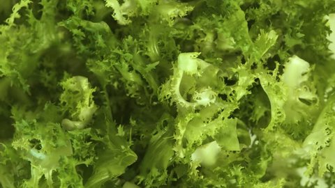 Green salad leaves background. Close up fresh frisee salad. Vegetarian organic food. Fitness and healthy nutrition. Vegan diet and vegetarian food concept.