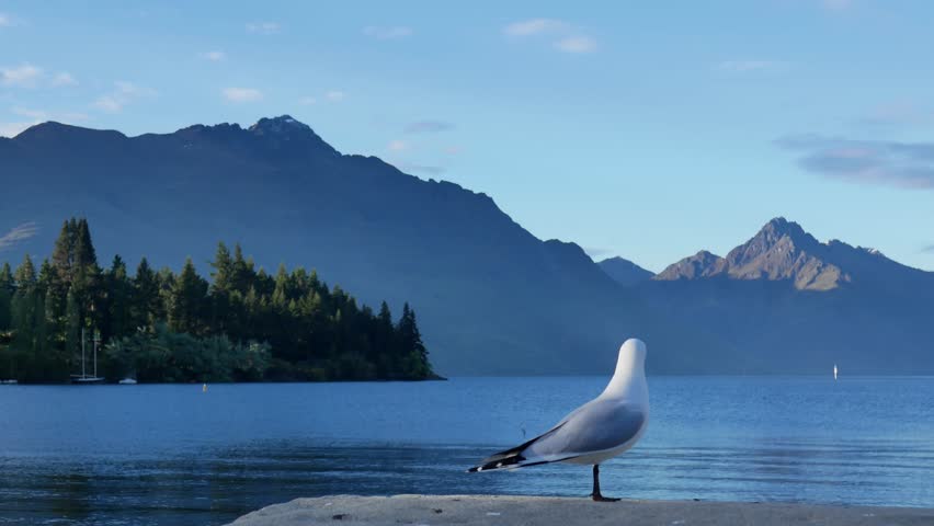 A seagull stand at the bank at Lake Wakatipu, Queenstown,South Island, New Zealand.