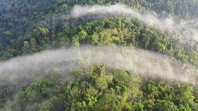 Rainforest (rain forest) jungle and clouds aerial footage