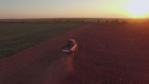 AERIAL VIEW. Harvesting Combine Mowing Buckwheat Field At Sunset Stock Video