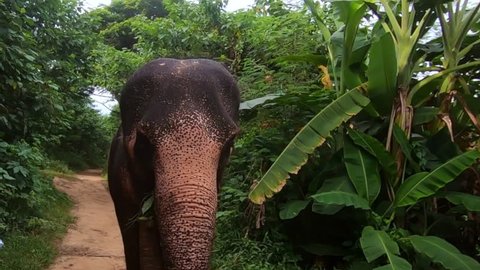 Asian elephant flapping its ears in filmed in cinematic 120fps walking backwards and panning downward