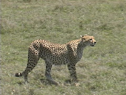 A female cheetah looking for a meal for her and the two cubs