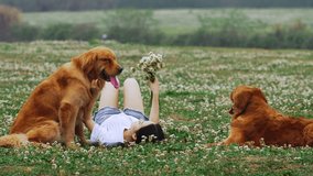 Asian girl holding a bunch of white flowers lie on the grass covered with flowers with two golden retrievers beside. Slow motion, Two golden retrievers and Asian woman lie on grass outdoors together. - Powered by Shutterstock - Get 15% off with code: PIKWIZARD15