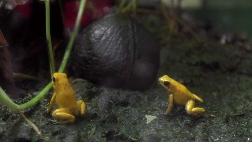 The Panamanian golden frog is a species of toad endemic to Panama. Panamanian golden frogs inhabit the streams along the mountainous slopes of the Cordilleran cloud forests of west-central Panama.