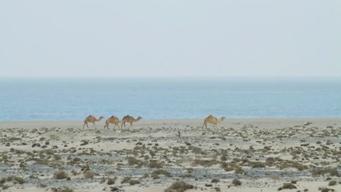 CAMELS WALKING AT THE BEACH