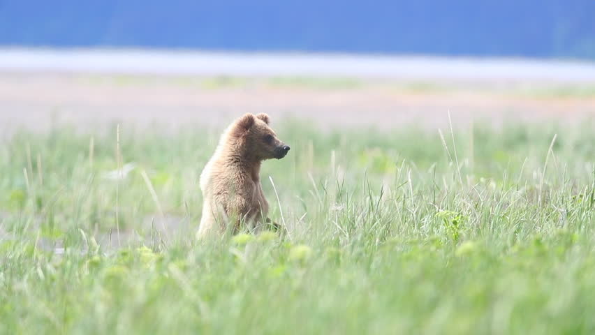 Standing Bear / An Alaskan Brown Bear playing peekaboo in Katmai National Park, Alaska.