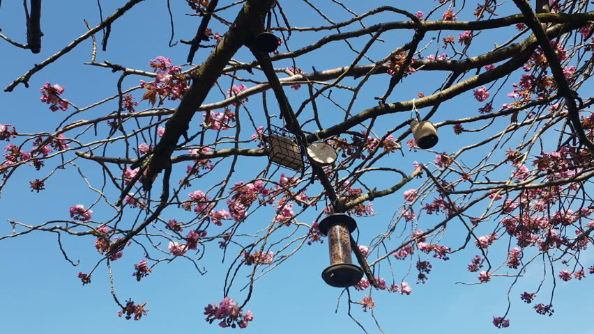Close up of bird feeders moving in the breeze - tree in blossom with blue sky in slow motion -  Royalty-Free Stock Footage #1028154383