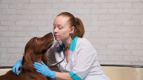 grateful dog kisses the face of the veterinarian at the reception in the office.